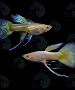 Full Gold Ribbon Guppy