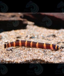 CÁ CHẠCH RẮN CULI