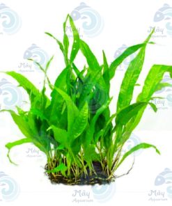 CÂY DƯƠNG XỈ LÁ HẸP