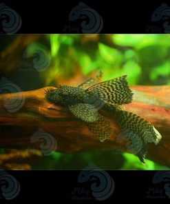 LONGFIN BEO – CÁ DỌN BỂ