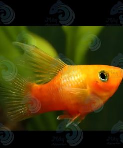 CÁ MÚN UYÊN ƯƠNG KỲ CAO