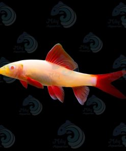 Cá Chuột Thái Vàng