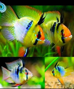 PHƯỢNG HOÀNG NGŨ SẮC SHORT VÂY DÀI MAX SIZE