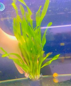 CÂY HẸ XOẮN ( Cỏ Cọp)  – Trồng trung cảnh