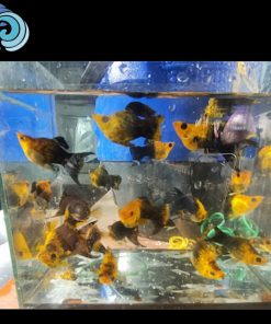 Cá Molly vàng đen short