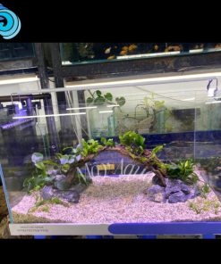 BỂ THUỶ SINH SETUP SẴN(60X30X35CM,FULL BỘ LỌC,ĐÈN)