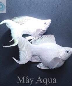 Molly Short Platium đuôi én sz to