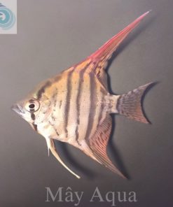 Thần Tiên Xanh 3 vạch mini