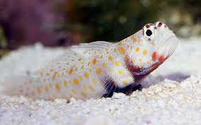 Blenny
