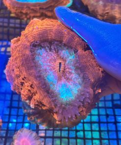 San Hô LPS ( IB Fanpage Shop để báo giá cụ thể)