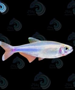 blue king tetra